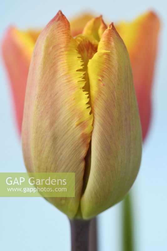 Tulipa 'Fringed Solstice' Tulip Fringed Group Mars 