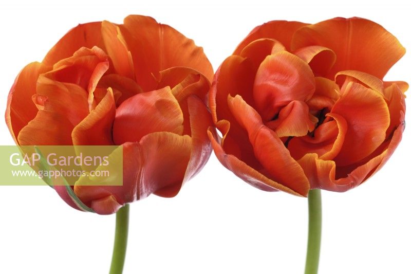 Tulipa 'Queensday' Tulipe Double Groupe Tardif Avril 