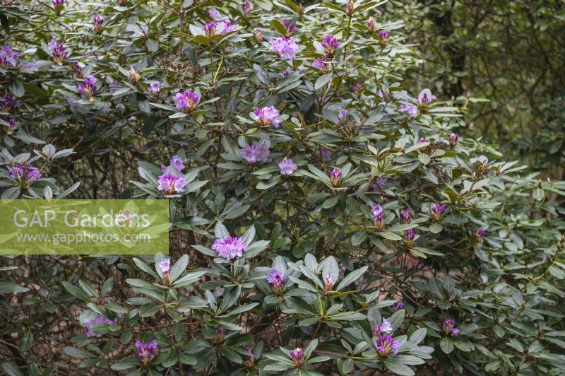 Rhododendron 'Fille lavande' 