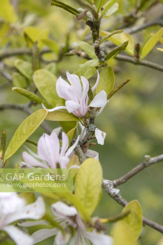 Magnolia x Loebneri 'Léonard Messel' 