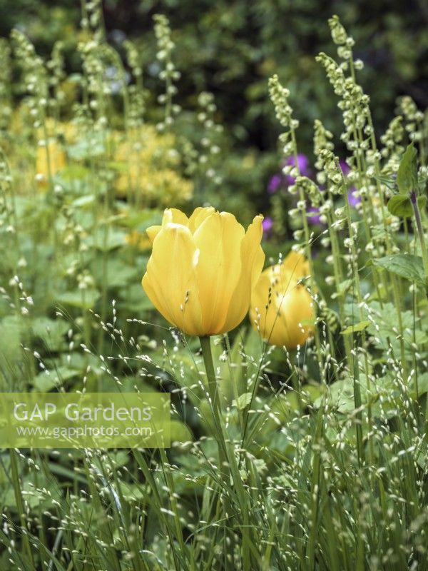 Tulipa 'Sunny Prince' parmi l'herbe et Tellima grandiflora 