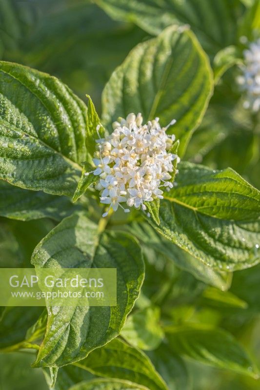 Cornus sericea 'Flaviramea' floraison au printemps - mai 