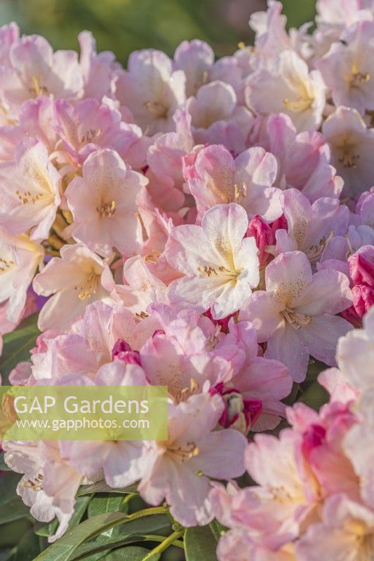 Rhododendron 'Percy Wiseman' floraison au printemps - mai 
