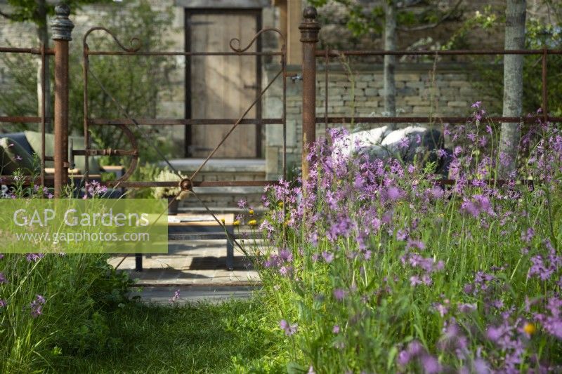 Flos-cuculi Silene rose dans une plantation de prairie de fleurs sauvages. Le jardin des Cotswolds, RHS Malvern Spring Festival 2024. Conception : Mark Draper, jardiniers diplômés. 