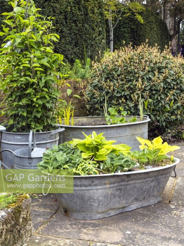Pots et jardinières galvanisés sur patio rempli de petits hostas 