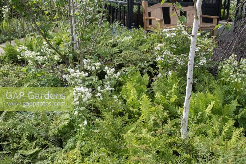 Vue sur un parterre de fleurs avec un thème de couleur vert et blanc comprenant du bouleau à tige blanche et des fougères. Le jardin Grand Appeal du RHS Malvern Spring Festival 2024. Conçu par Ammil Garden Design 