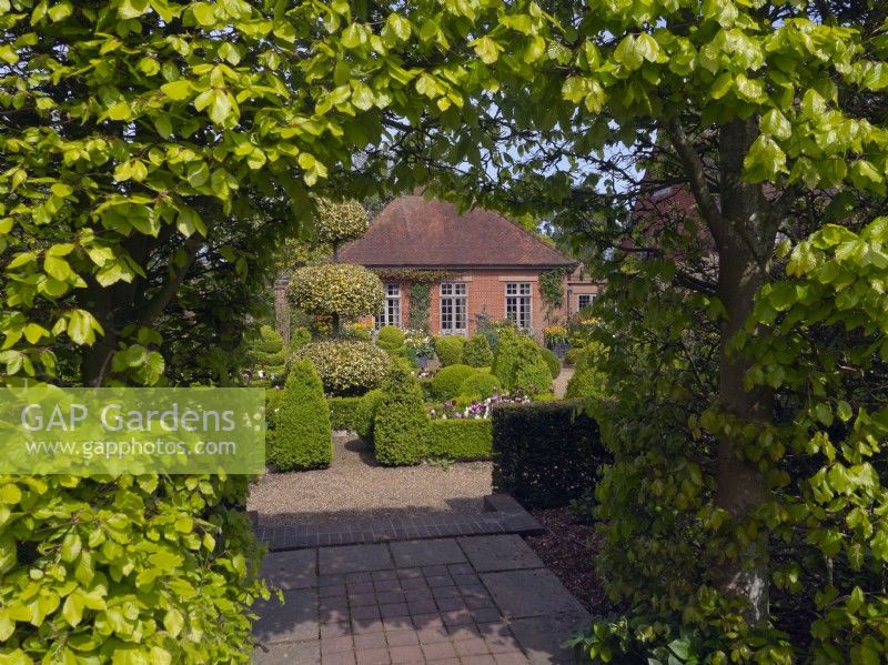 Entrée du jardin hollandais avec topiaire fort et Holly coupé 'Golden King' à l'ancien jardin de vicarage de East Ruston, Norfolk 
