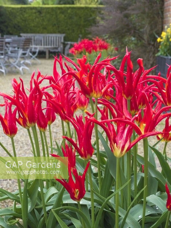 Tulipa - 'Go Go Red' - type à fleurs de lys 