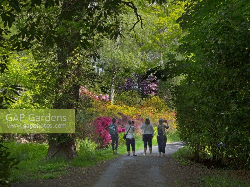 Un groupe de dames et de rhododendrons dans les bois des jardins du domaine Hoveton Hall, au Royaume-Uni. 
