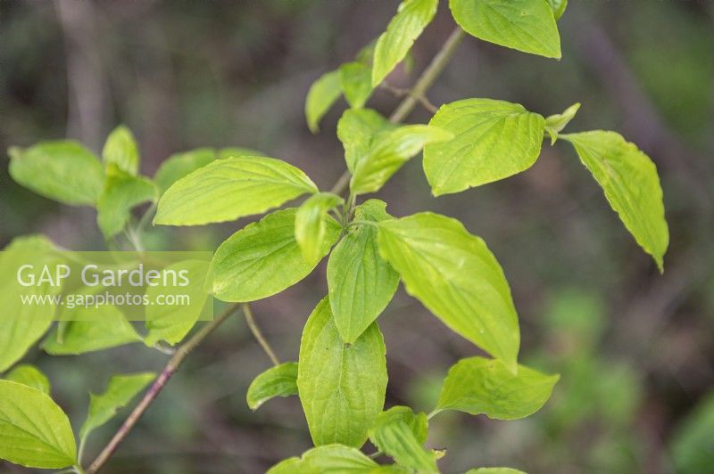 Cornus capitata, cornouiller fleuri de l'Himalaya 