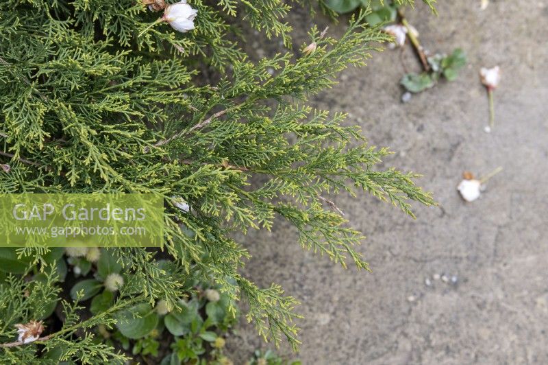 Genévrier Juniperus sabina savin 