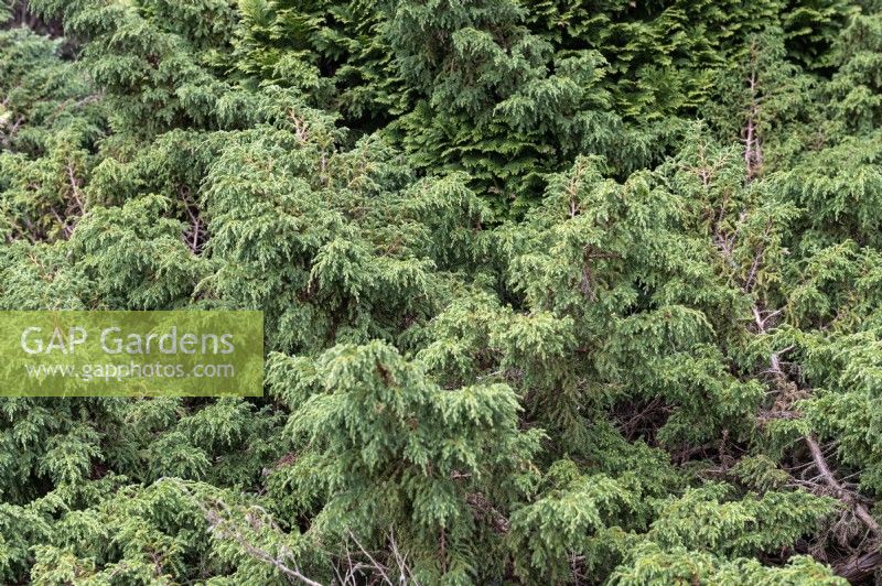 Juniperus davurica 'Expansa' Genévrier de Parson 