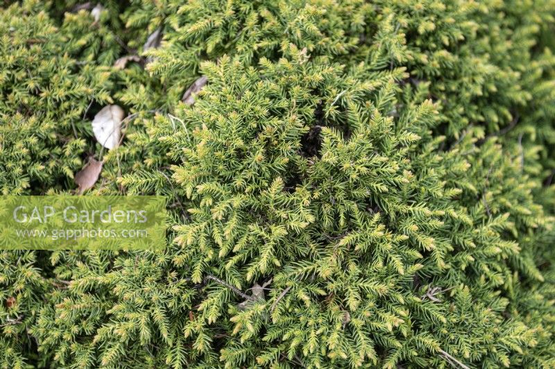 Cryptomeria japonica 'Kohui-yatsubusa' cèdre du Japon 