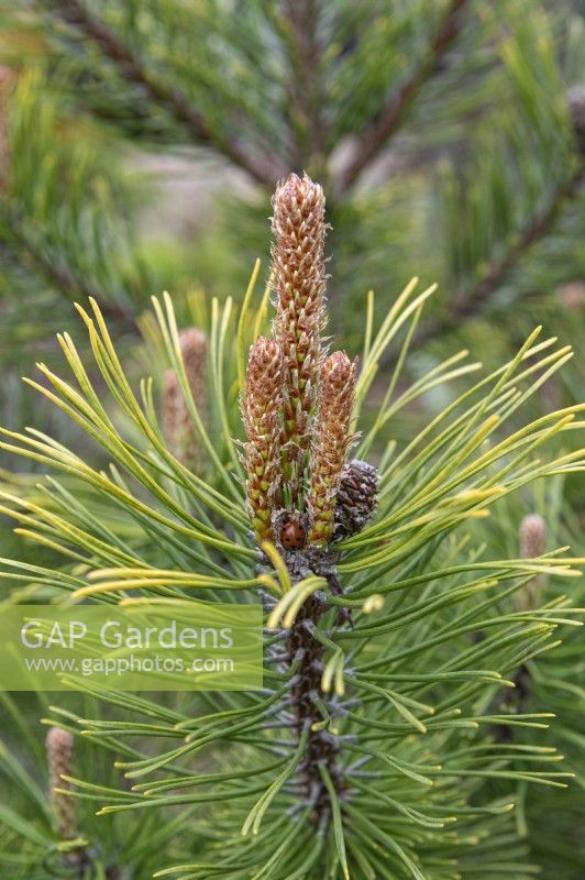 Pinus mugo 'Winter gold' Pin de montagne nain 