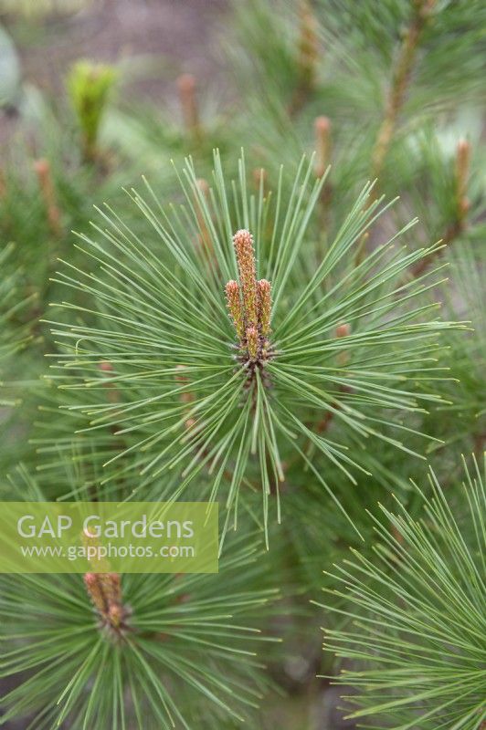 Pinus densiflora 'Umbraculifera' Pin rouge du Japon. 