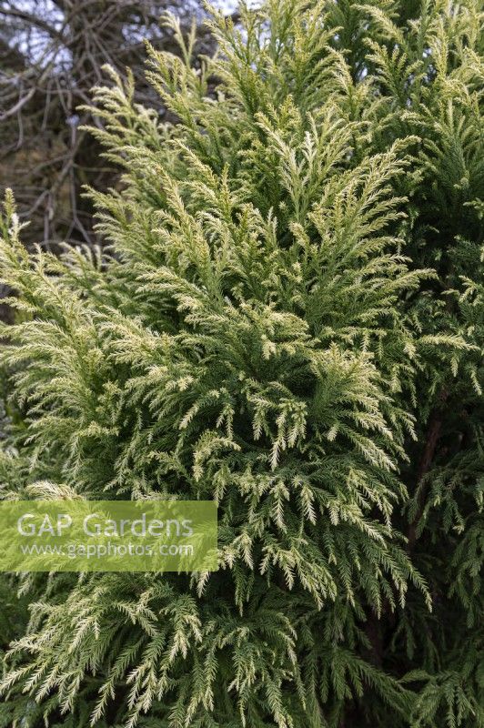 Cryptomeria japonica 'Sekkan sugi' cèdre du Japon 