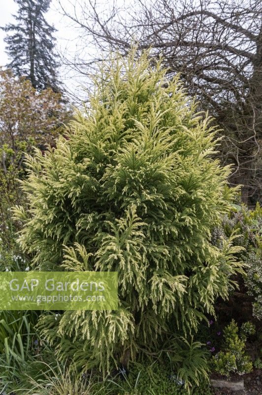 Cryptomeria japonica 'Sekkan sugi' cèdre du Japon 