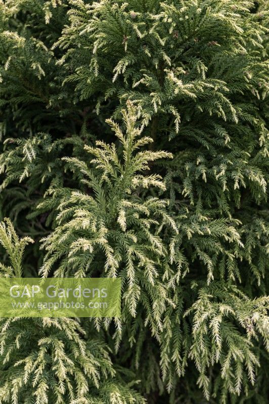 Cryptomeria japonica 'Sekkan sugi' cèdre du Japon 