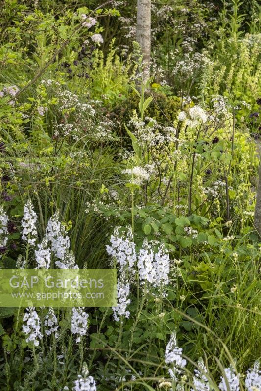 Un projet de plantation verte et blanche avec Veronica gentianoides 'Tissington White' - 'The Cotswold Garden' - designer Mark Draper Graduate Gardeners - RHS Malvern Spring Festival 2024 