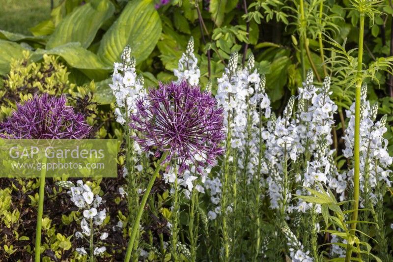 Une plantation mixte d'Allium hollandicum 'Purple Sensation' et de Veronica gentianoides 'Tissington White' - 'The Laskett' - designer David Wyndham Lewis - RHS Malvern Spring Festival 2024 