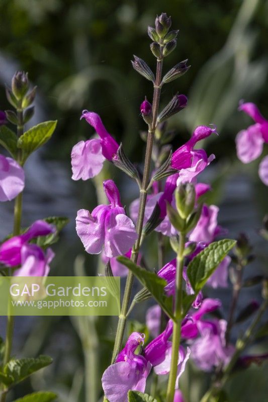 Salvia microphylla 'Delice Hespérides' - Middleton Nurseries - RHS Malvern Spring Festival 2024 