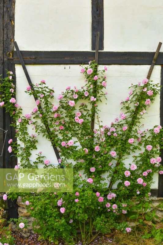 Grimpante historique Rosa 'Gerbe Rose', Fauque 1904 aux fleurs pleines de parfum rose dressées sur un mur de maisons à pans de bois. Juin  