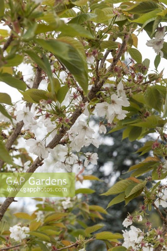 Prunus 'Tai Haku' grande cerise blanche 