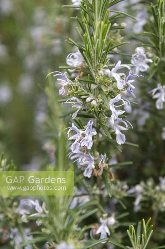 Salvia rosmarinus Romarin 'Miss Jessopp's debout' 