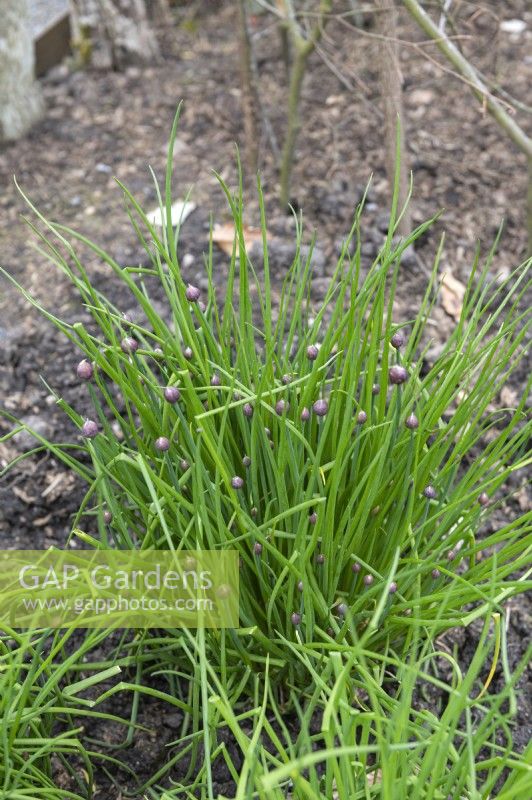 Ciboulette Allium schoenoprasum 'Grande Sibérie' 
