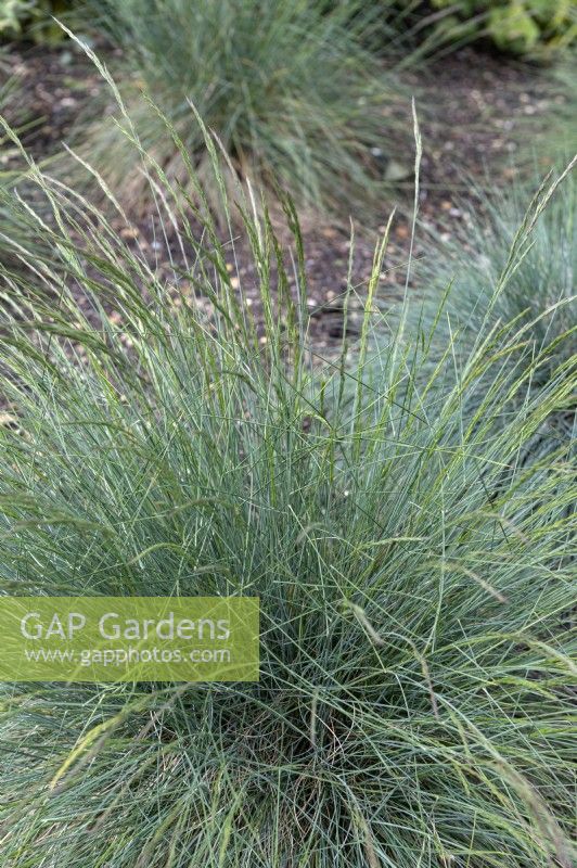 Festuca glauca 'Blue select' fête bleue 