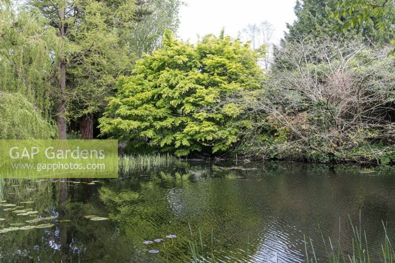 Jardins botaniques de Cambridge Angleterre Royaume-Uni. Vues générales. Jardins d'étangs et de tourbières. 