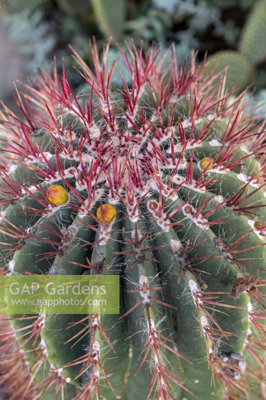 Ferocactus pilosus cactus citron vert mexicain 