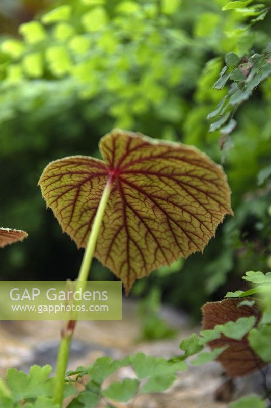 Begonia grandis subsp. evansiane 