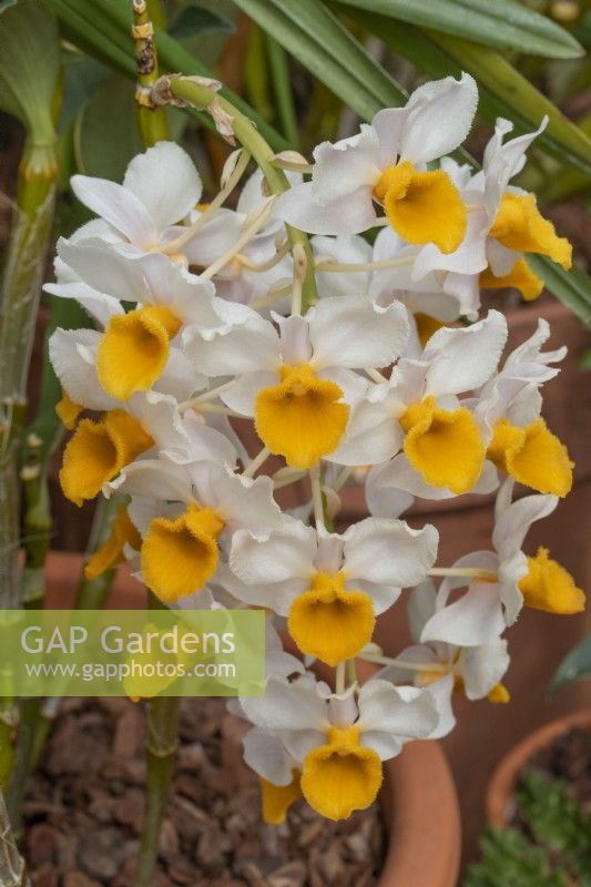 Dendrobium thyrsiflorum, avril 