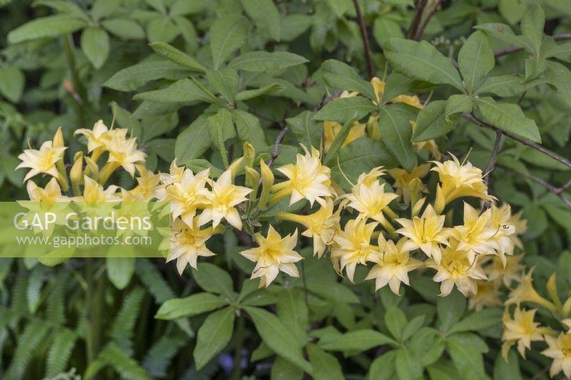 Rhododendron narcissiflorum, mai 