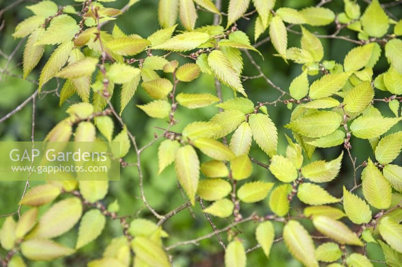 Zelkova serrata Zelkova japonaise 