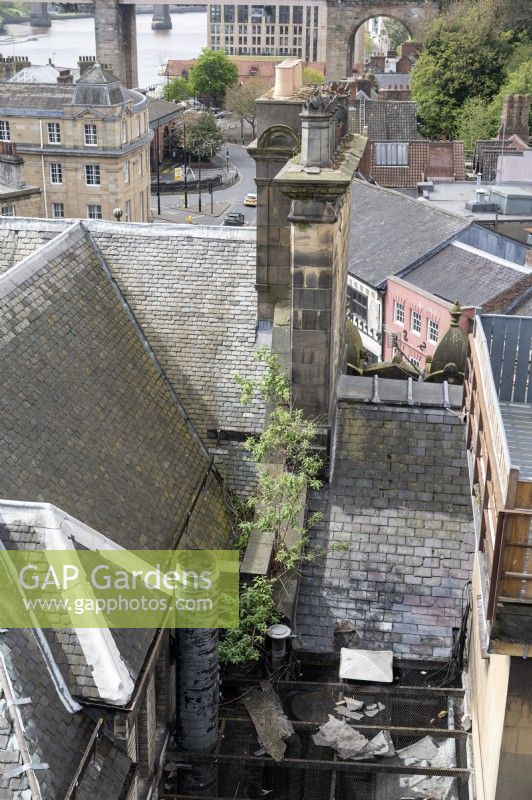 Newcastle upon Tyne Angleterre Royaume-Uni. Buddleja, vraisemblablement auto-ensemencée, poussant sur les toits de la ville. 