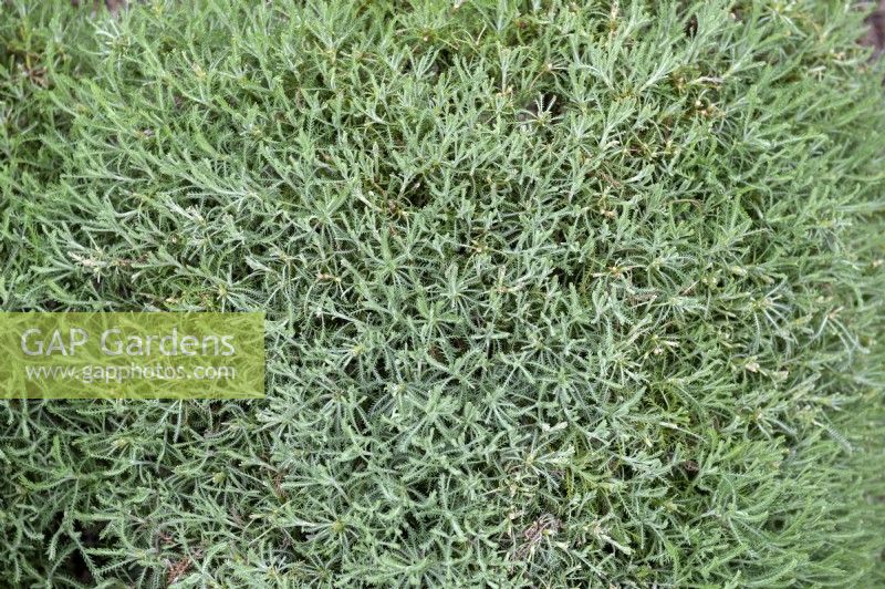Santoline pinnata subsp. neapolitana 'Edward Bowles' coton lavande à feuilles de romarin 