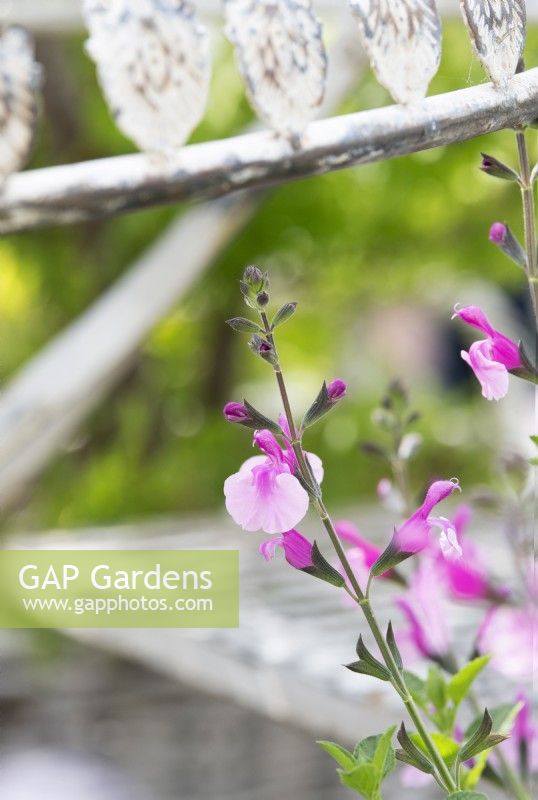 Salvia microphylla 'Delice Hespérides' - Bébé Sauge 