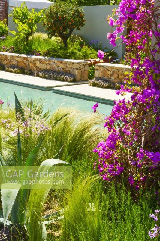 Vue sur le jardin méditerranéen avec une grande piscine entourée de plantations arides, comprenant Stipa tenuissima, Agave et Bougainvillea spectabilis grimpant en fleurs. JuinDesigner : Alan Rudden 