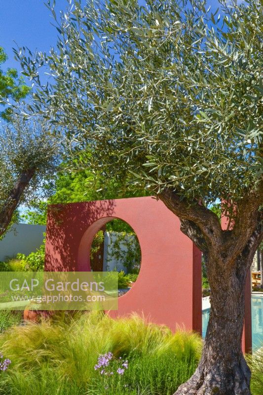 Un mur de compartiment orange avec une fenêtre circulaire ouverte, une sous-plantation de Stipa tenuissima et de grands oliviers dans un jardin méditerranéen. JuneDesigner - Alan Rudden 