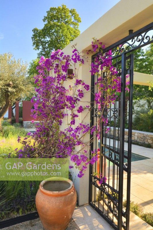 Bougainvillea spectabilis en fleurs escalade du mur à la porte ouverte en fer forgé dans le patio du jardin méditerranéen. JuneDesigner - Alan Rudden 