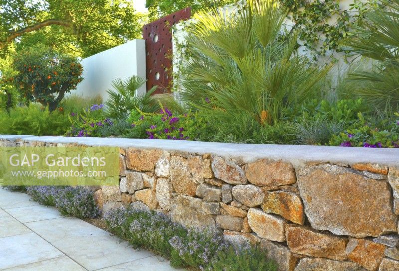Parterre de fleurs surélevé en pierre avec des plantes arides comprenant Chamaerops humilis, oranger et sous-planté de Thymus dans le jardin méditerranéen. JuinDesigner : Alan Rudden 