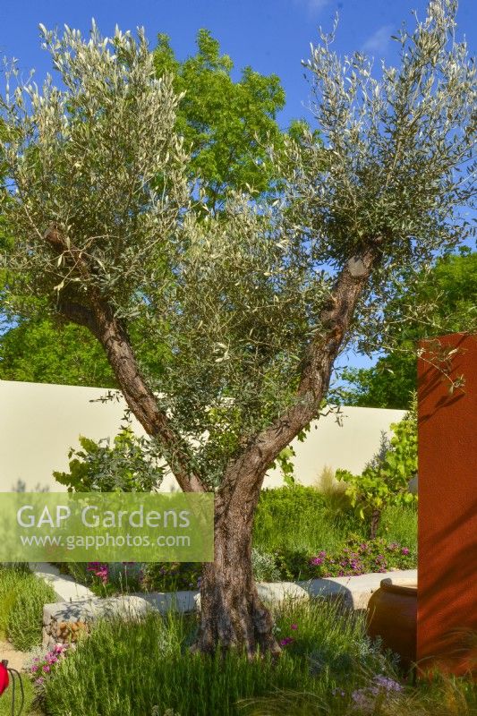 Grands arbres d'oliviers dans le jardin méditerranéen. JuneDesigner - Alan Rudden 