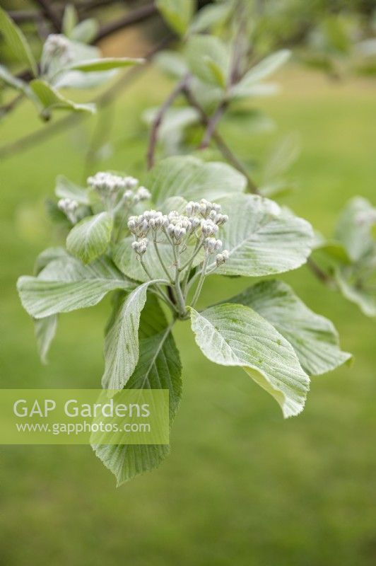 Sorbus aria 'Lutescens' rayon blanc commun 