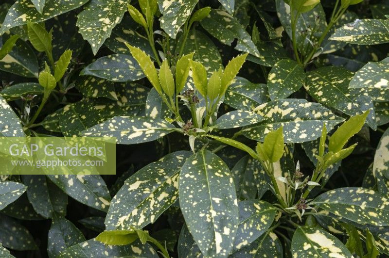 Aucuba japonica 'Crotonifolia' Laurier du Japon 