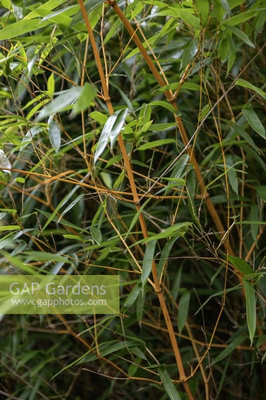 Phyllostachys aureosulcata bambou à rainure dorée 