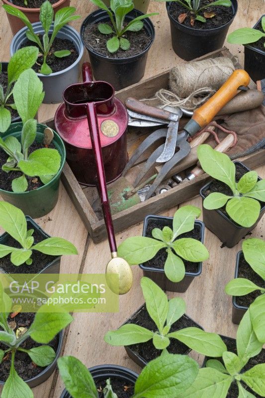 Outils de jardin dans un plateau en bois entouré de jeunes plantes en pots 