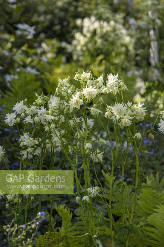 Aquilegia vulgaris 'White Barlow' - ancolie - mai 