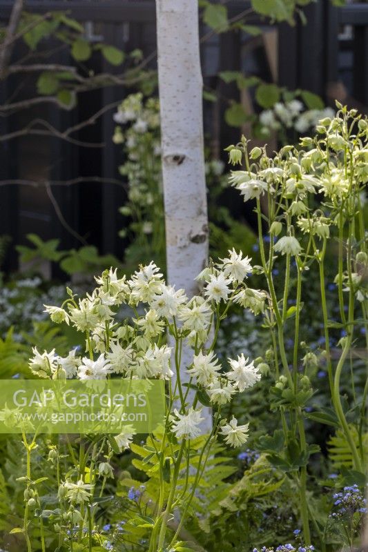 Aquilegia vulgaris 'White Barlow' - ancolie contre le tronc de Betula pendula - The Grand Appeal Garden - designer Suzy Dean - RHS Malvern Spring Festival 2024 